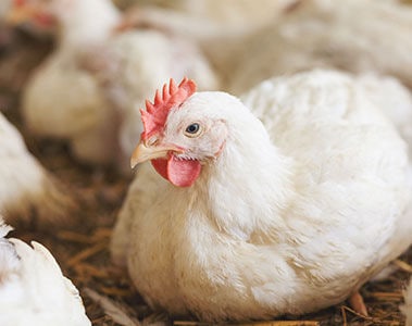 Improving the lifetime performance of broilers: ABN and dsm-firmenich team up to deliver better outcomes
