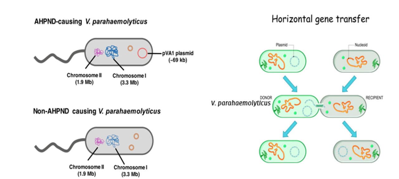 Figure 4: AHPND causing V. parahaemolyticus possessing PirAB plasmid along with non-causing V. parahaemolyticus, devoid of the plasmid. Schematic diagram on the right, demonstrating horizontal gene transfer of plasmid between Vibrio cells.