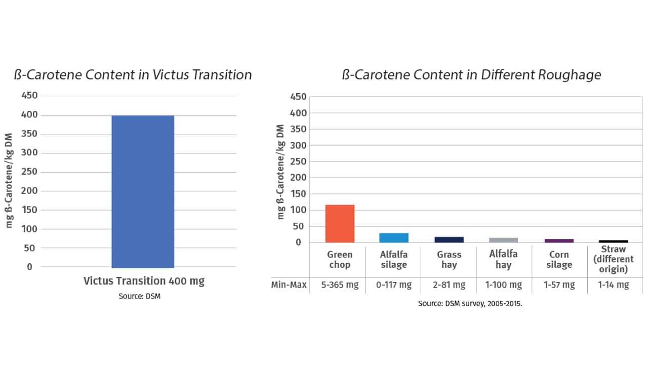 Victus Transition has more beta-carotene than different roughages