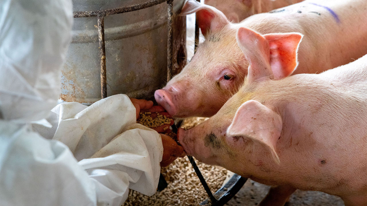 Data-driven sustainable pig production