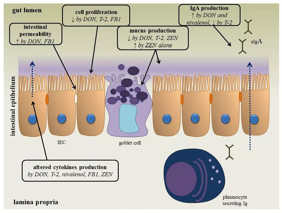 Figure 3. The effect of DON, NIV, FB1, T-2 toxin and ZEN on the intestinal epithelium. They alter the different intestinal defense mechanisms including epithelial integrity, cell proliferation, mucus layer, immunoglobulins (Ig), and cytokine production. (Source: Antonissen et al., 2014)