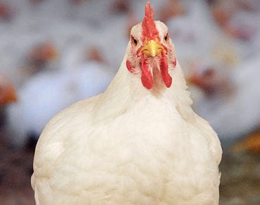 25-OH D3 Effect on Muscle Development in Broilers