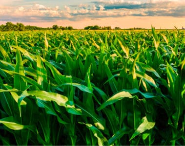 How Can Agronomic Practices Influence Mycotoxin Contamination in Feeds?