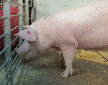 Sow Management and Feeding Strategies to Wean More Viable Pigs, Part 5