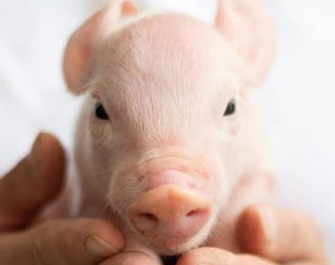 Strategies to Optimize Gastrointestinal Functionality in Piglets