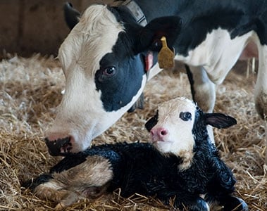Are Mycotoxins Limiting Cow-Calf Success?