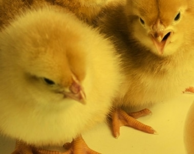 Flock health influences carotenoid deposition in the yolk