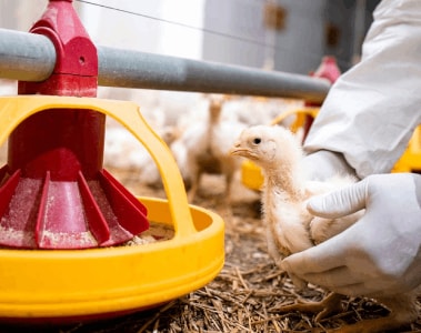 Precise Microbiome Modulation: A New Era in Microbiome Research in Poultry Production
