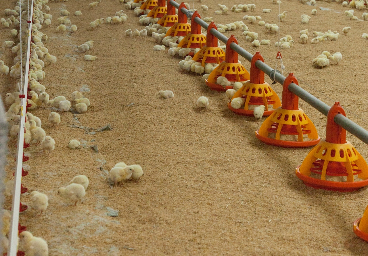Thousands of chicks inside a poultry farm, Silleda, Pontevedra, Galicia, Spain