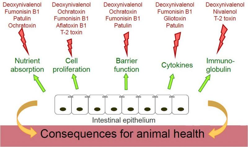 Consequences