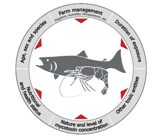 Interacting-factors-influencing-the-effects-of-mycotoxins-in-fish-and-shrimps