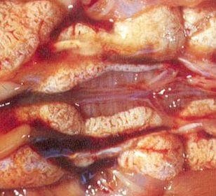 csm_chicken_ota_damage_of_the_kidney_and_liver