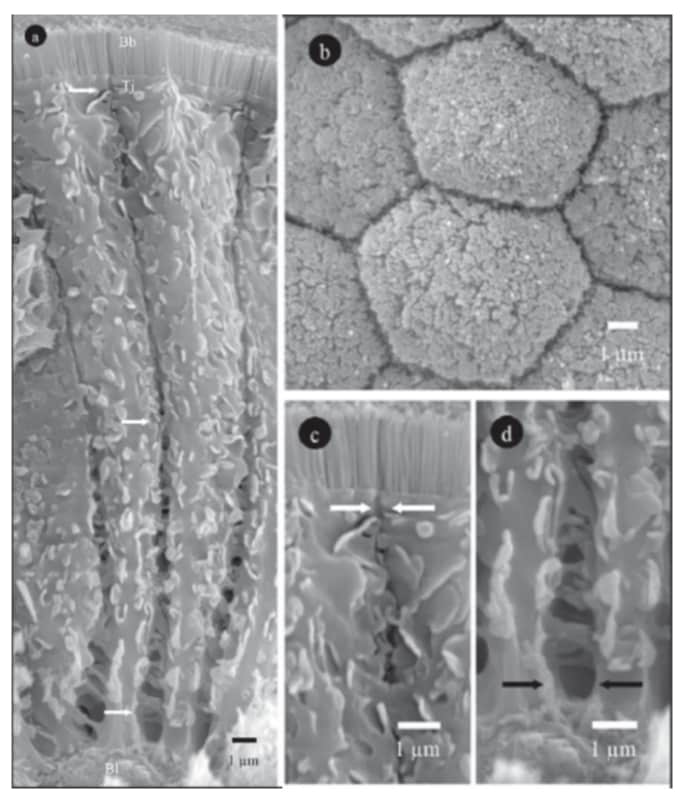 csm_Figure1_BCO