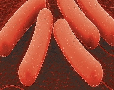 Colibacillus pénisz,