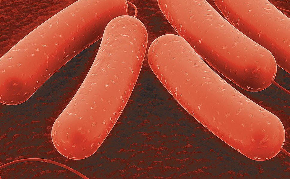 Colibacillosis