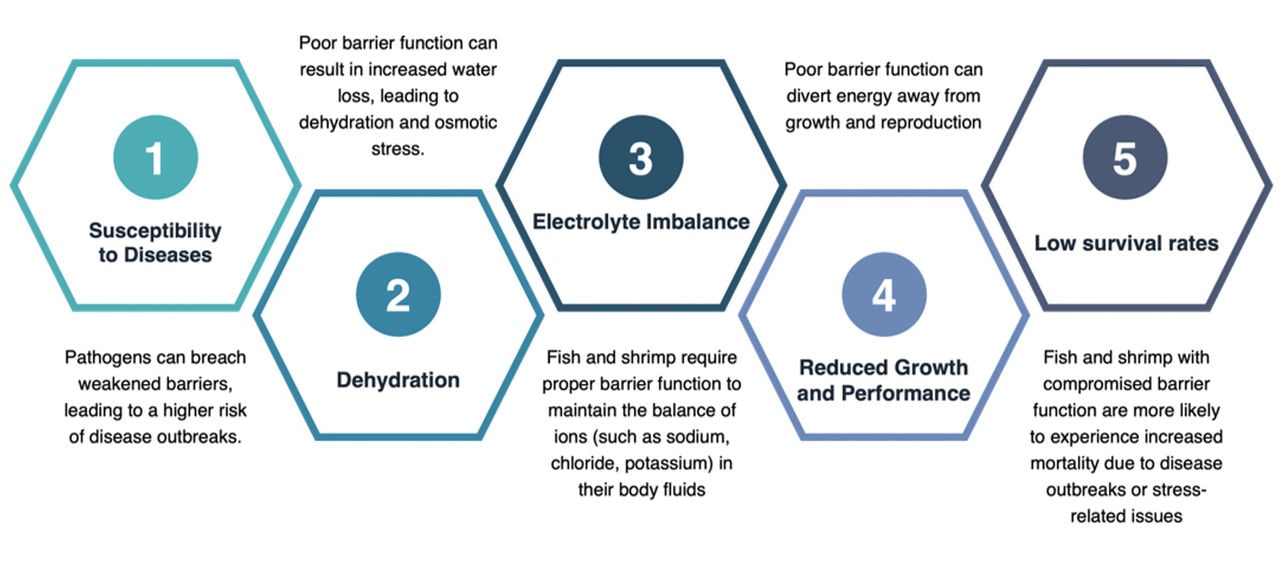 Figure 1: Poor barrier function negatively impacts aquatic animal health and welfare. SOURCE: dsm-firmenich Global Aqua Days 2023