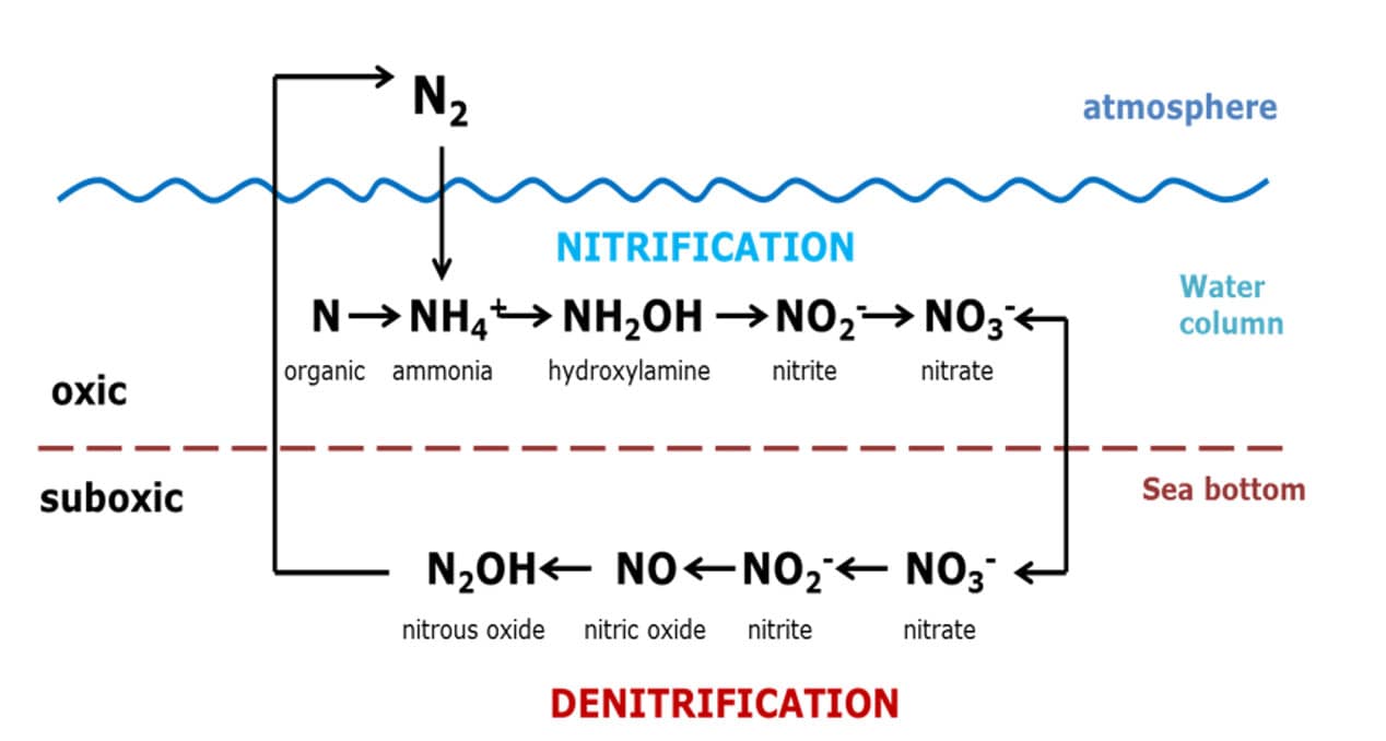 Figure 1: Nitrogen cycle. Source: dsm-firmenich