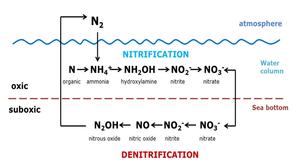 Figure 1: Nitrogen cycle. Source: dsm-firmenich