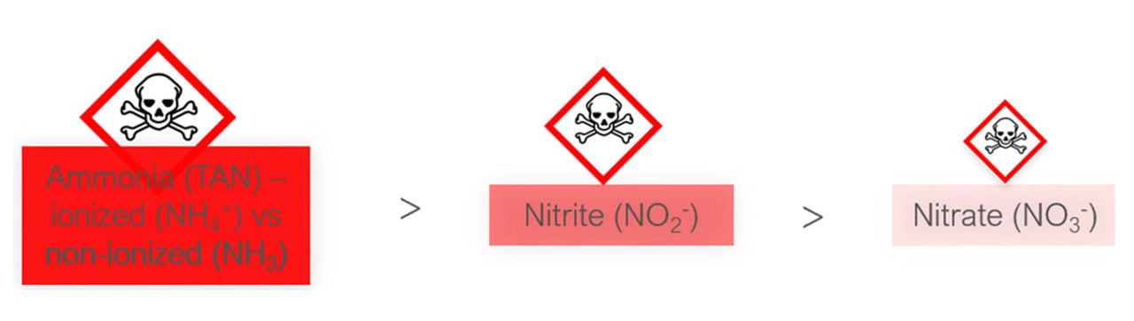 Figure 2: Toxicity of nitrogen waste. In general, ammonia is the most dangerous, followed by nitrite and nitrate. Source: dsm-firmenich