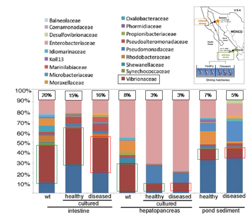 Figure 2: Microbiome of healthy and diseased shrimp intestine, hepatopancreas and pond sediment from Mexican shrimp farms. Vibrio abundance in each environment is shown as a percentage. Green boxes represent ‘healthy’ animals whilst red boxes represent ‘diseased’. Microbiome of wild shrimp is indicated by ‘wt’. SOURCE: Cornejo-Granadas et al. 20217