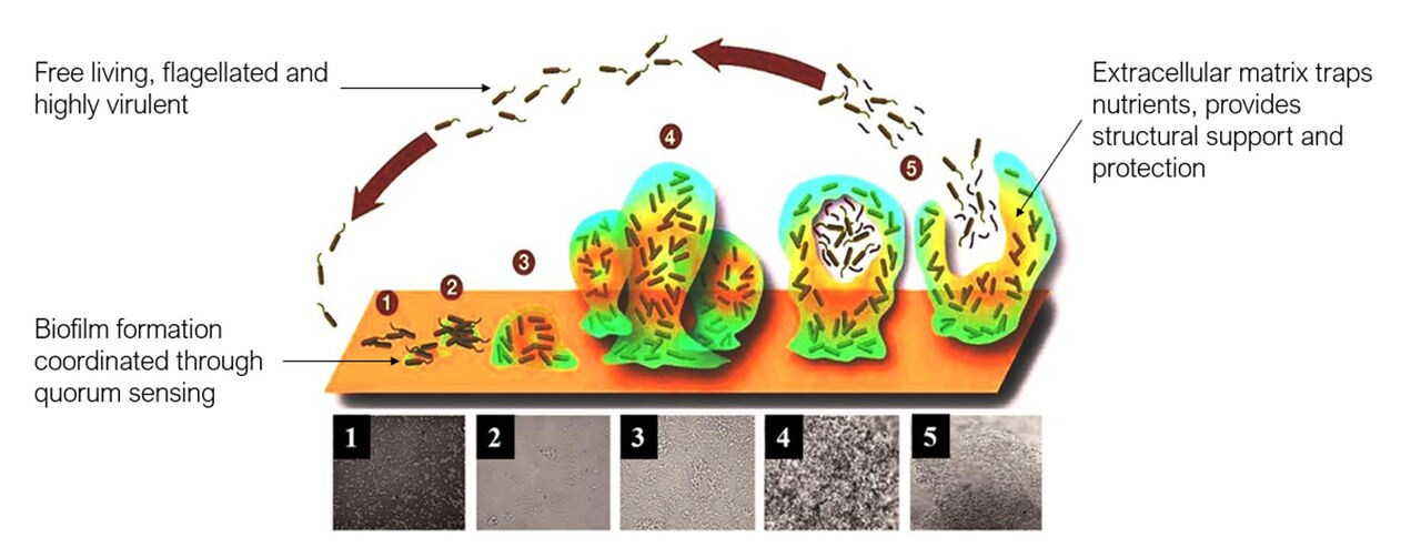 Figure 3: Biofilm formation of microorganisms, including Vibrio. SOURCE Verderosa et al. 2019