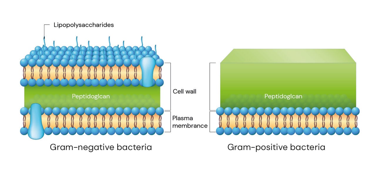 Figure 1: Cross-sectional view of the cell membrane of both Gram-positive and Gram-negative bacterial cells | Picture Source: Shutterstock
