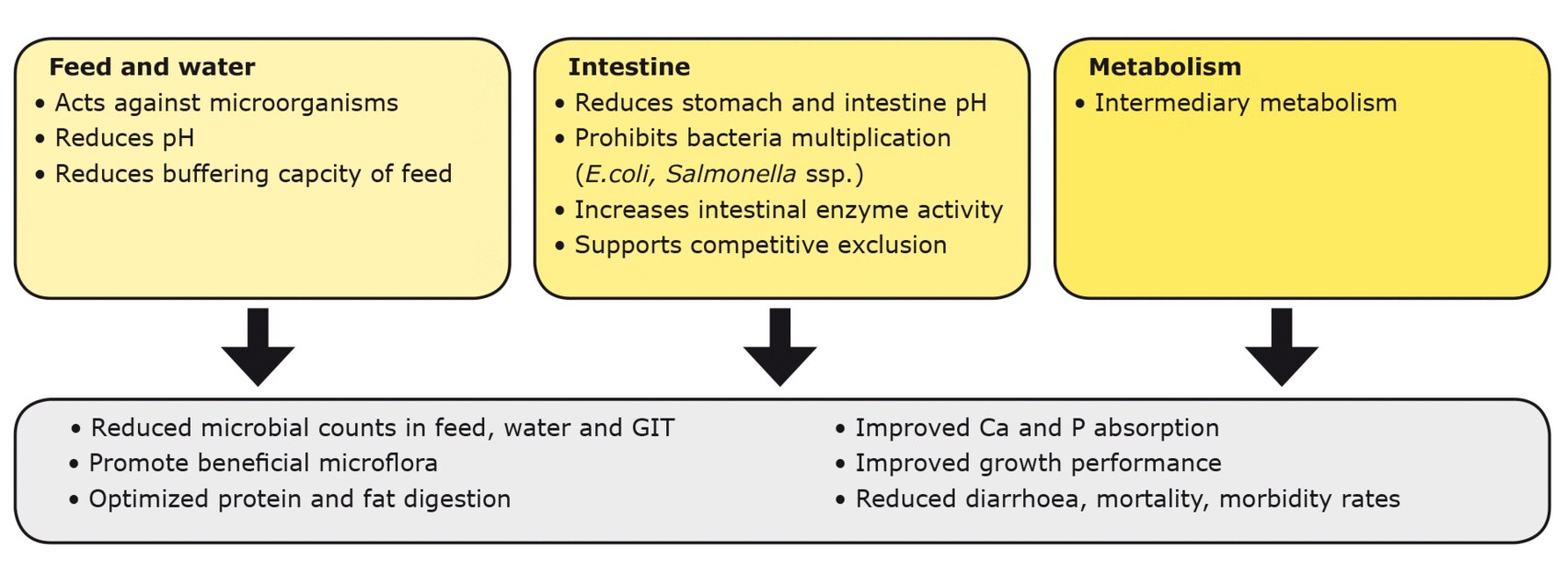 Figure 2. Mechanisms of organic acids in feed, water, gastrointestinal tract and intermediary metabolism.
