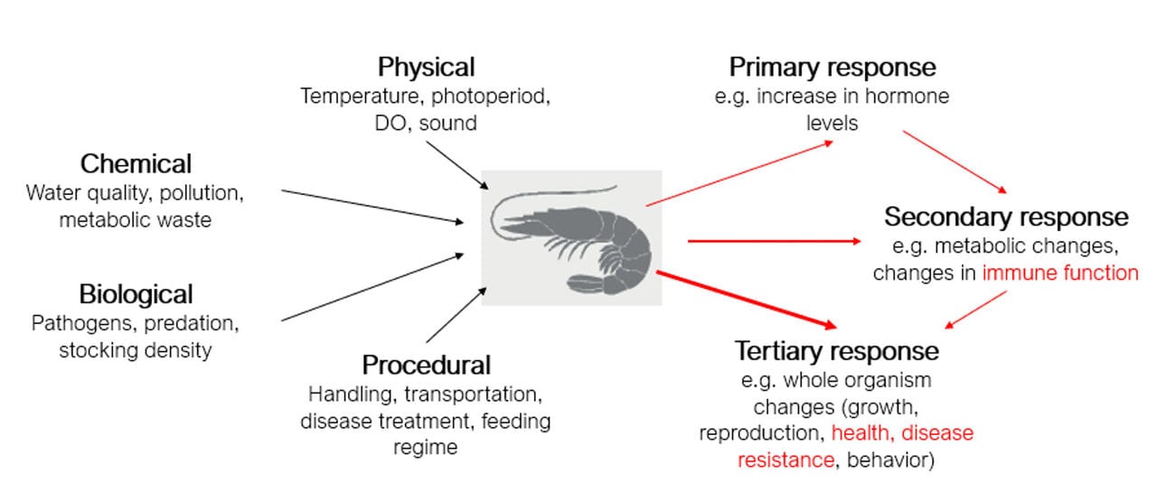 Figure 1: Types of stress experienced by shrimp during culture cycle and their various stress response.  Source: dsm-firmenich 