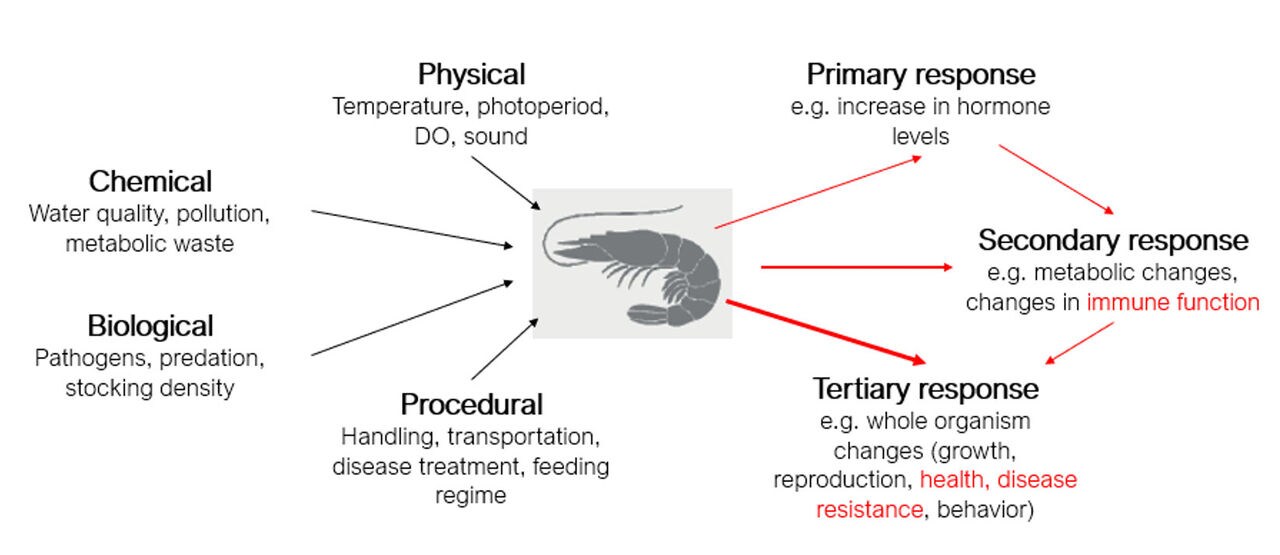 Figure 1: Types of stress experienced by shrimp during culture cycle and their various stress response.  Source: dsm-firmenich 