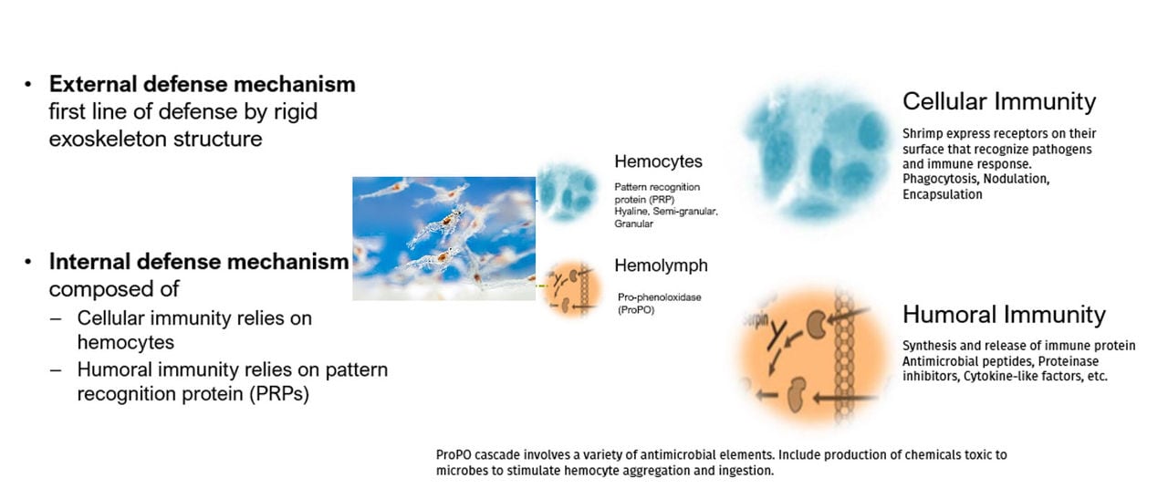 Figure 2: Simplification of shrimp immune mechanisms. Source: dsm-firmenich 