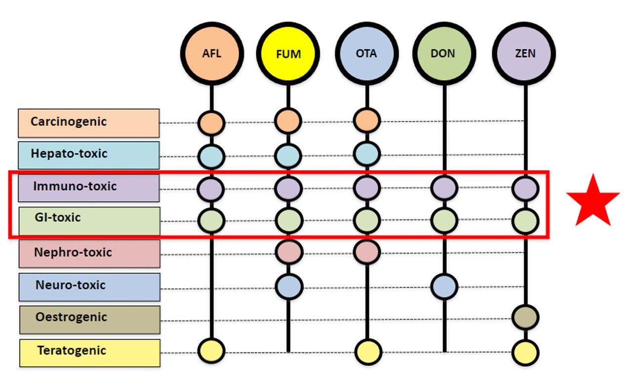 Figure 3: Effects of mycotoxin contamination in aquatic animals. AFL = aflatoxin, FUM = fumonisin, OTA = ochratoxin, DON = deoxynivalenol, ZEN = zearalenone |  Source: Albert Tacon, DSM WNF 2023