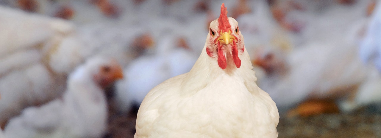 Early detection and interventions for lameness in broilers