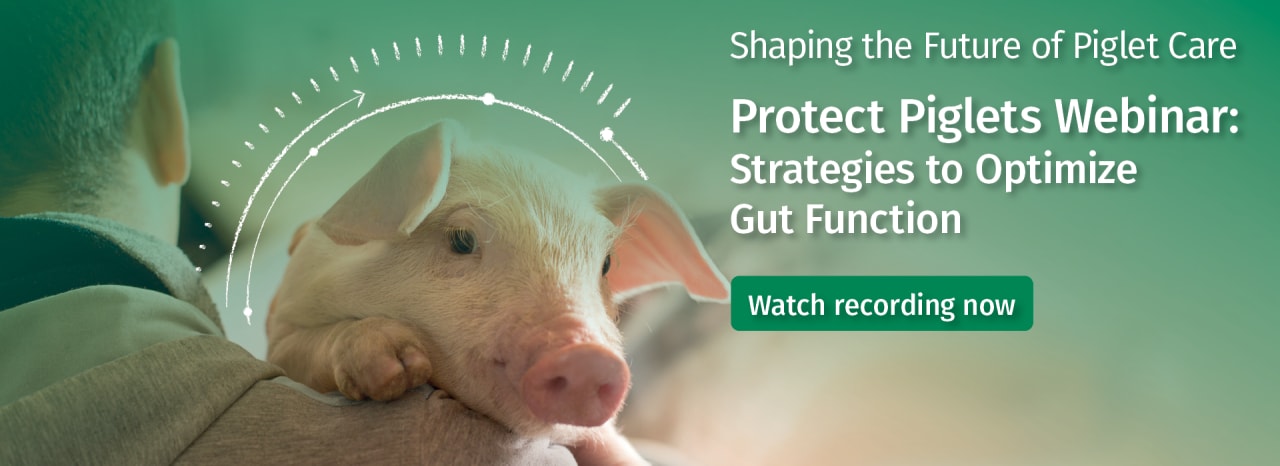 Webinar: Protect Piglets: Strategies to Optimize Gut Function