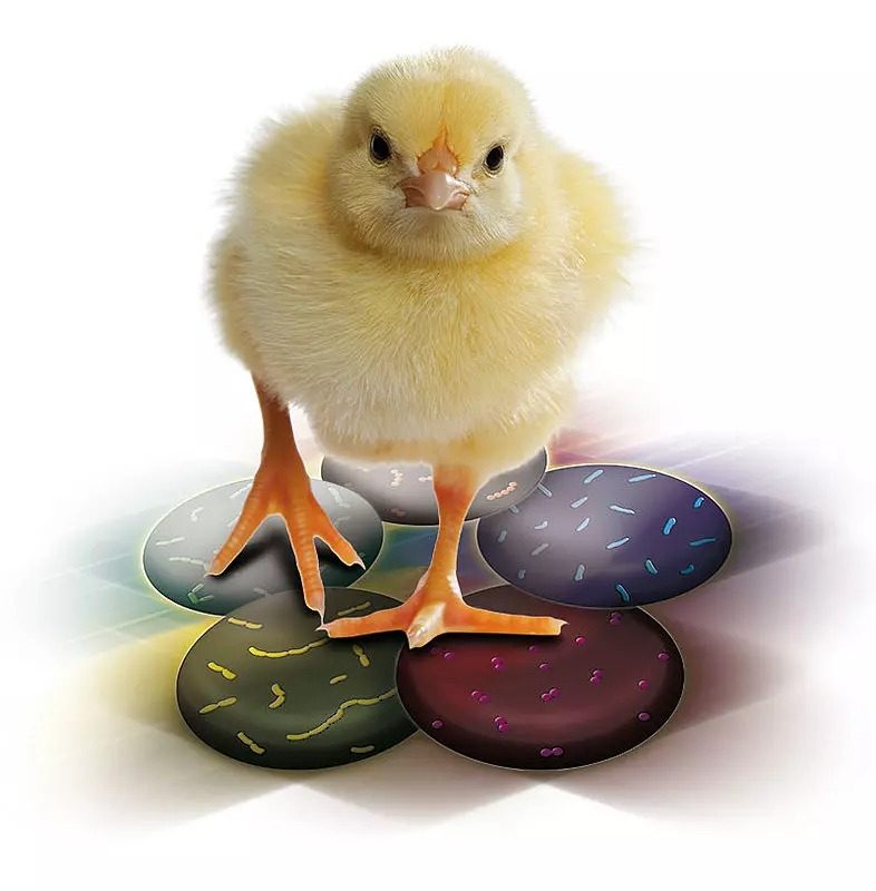 PoultryStar_Chick