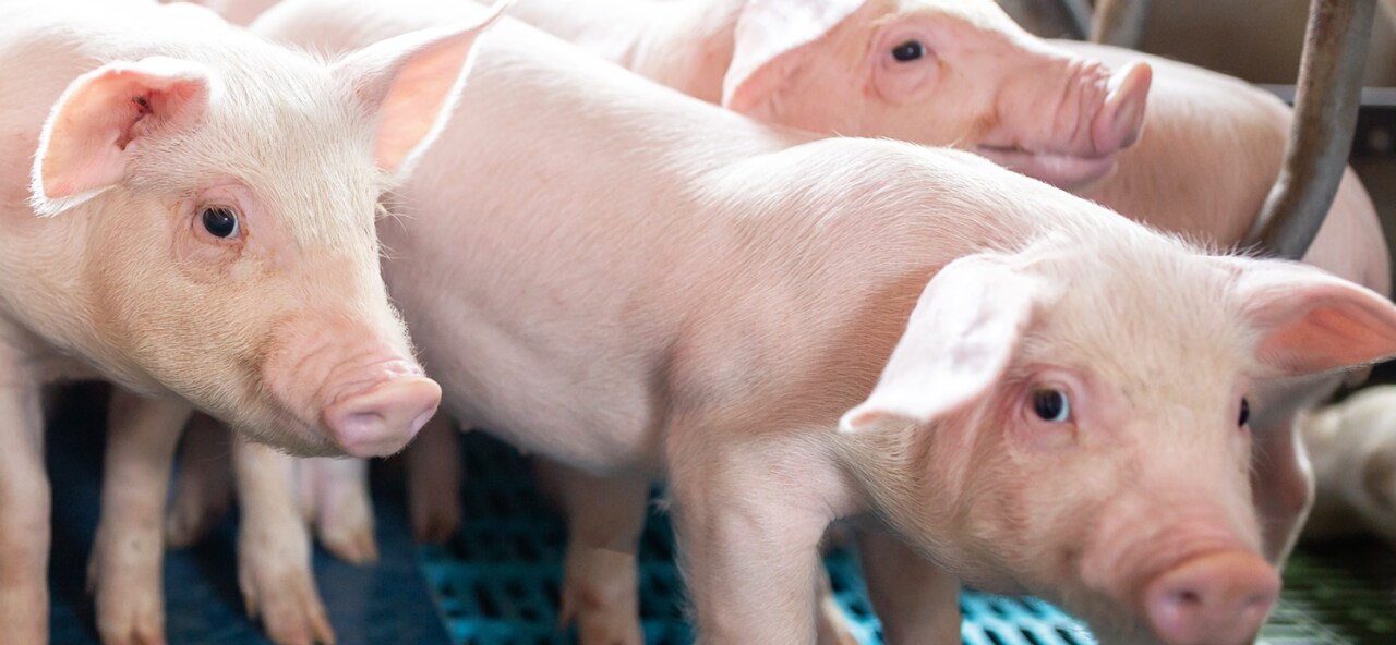 Herd of nursery pigs in a production facility