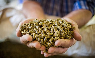 Close up image of hands holding animal feed at a stock yard