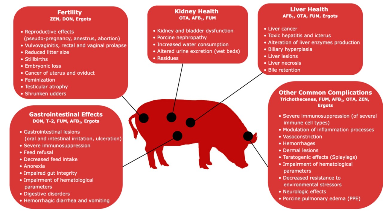Efectos de las micotoxinas en cerdos