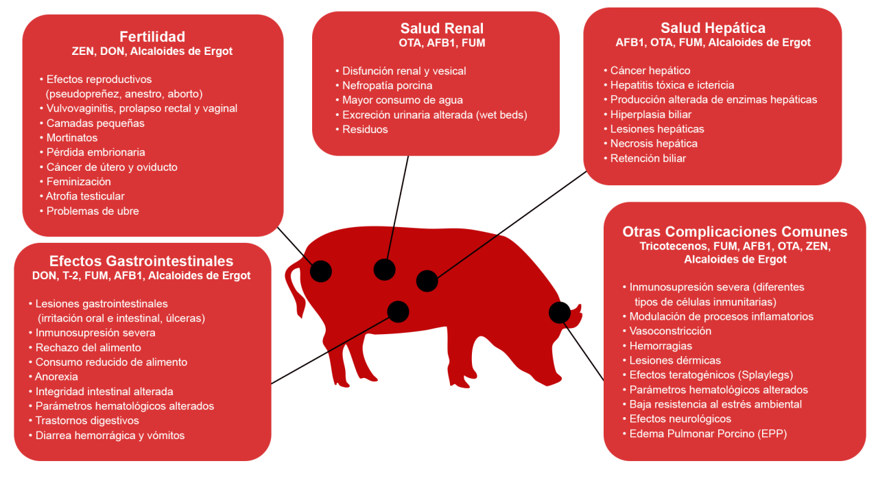 Efectos de las micotoxinas en cerdos