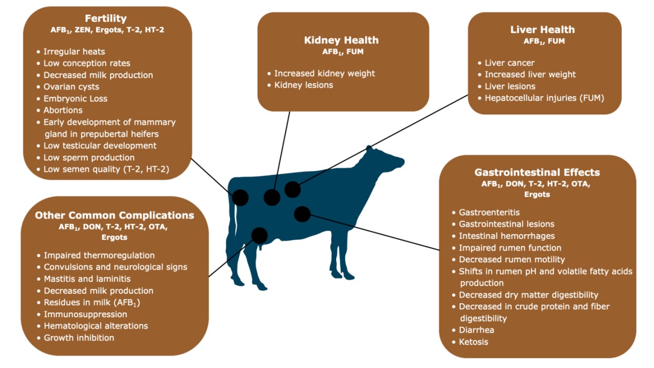 Symptoms_of_mycotoxins_in_Ruminants