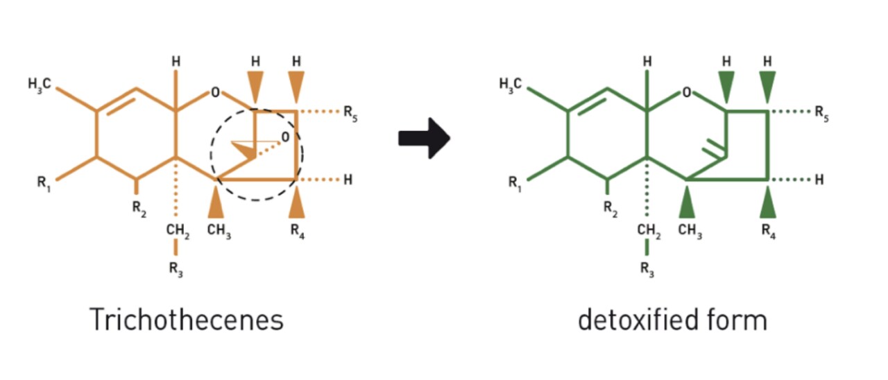 Figura2_Micotoxinas