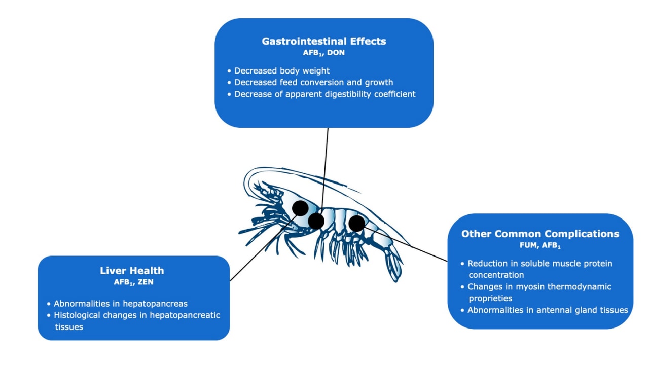 Effects-of-mycotoxins-in-shrimp