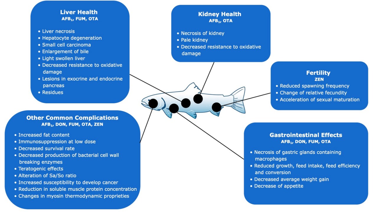 Effects-of-mycotoxins-in-fish