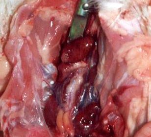 csm_chicken_ota_damage_of_the_kidney_and_liver