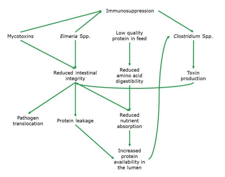 Fig_Factors-influencing-the-development-of-necrotic-enteritis