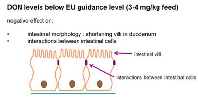 Fig3_Impacts-of-low-level-deoxynivalenol-on-intestinal-barrier
