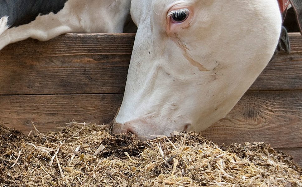 vaca comiendo