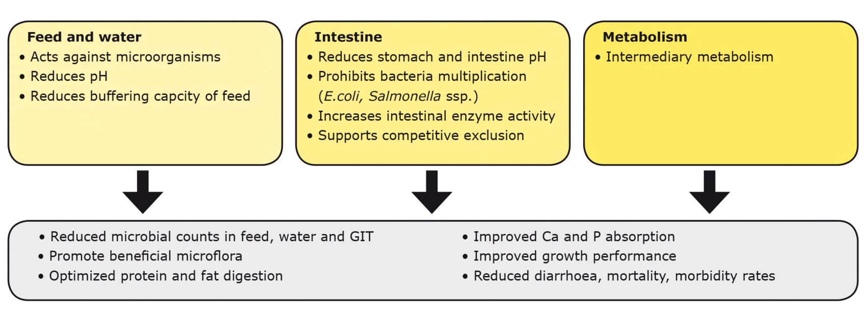 Figura 2. Mecanismos de ácidos orgánicos en el alimento, el agua, el tracto gastrointestinal y el metabolismo intermedio.