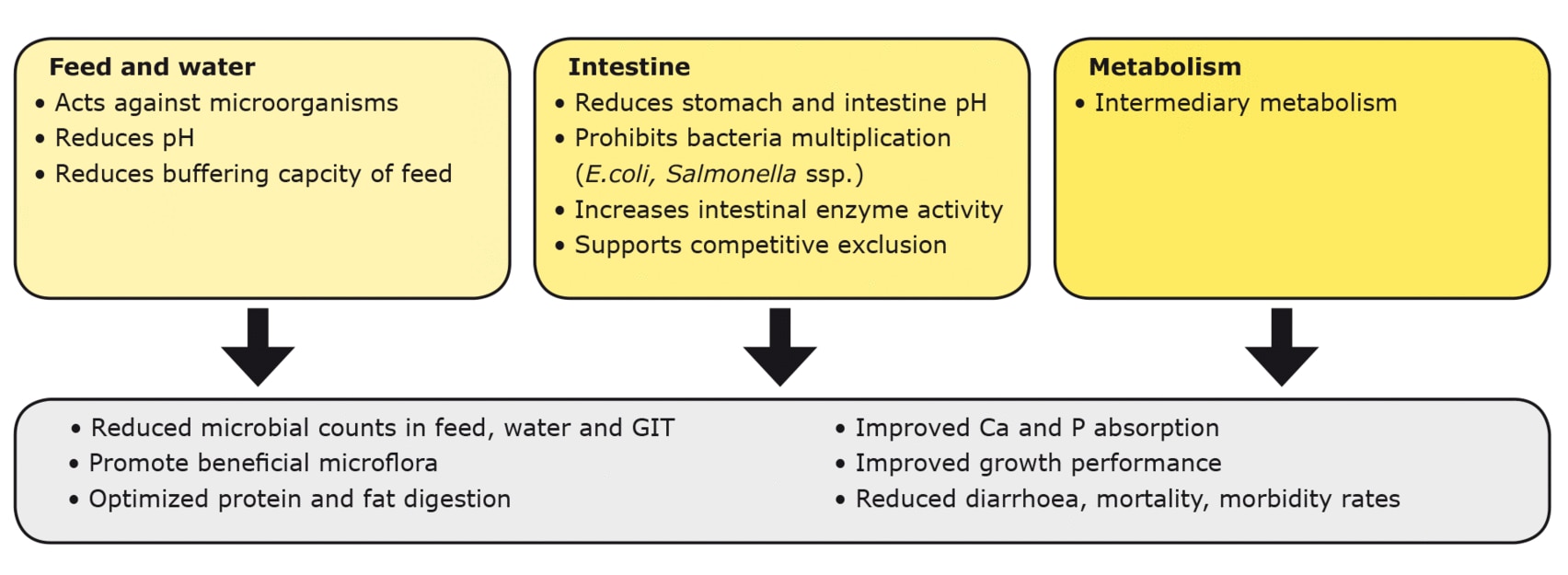 Figura 2. Mecanismos de ácidos orgánicos en el alimento, el agua, el tracto gastrointestinal y el metabolismo intermedio.