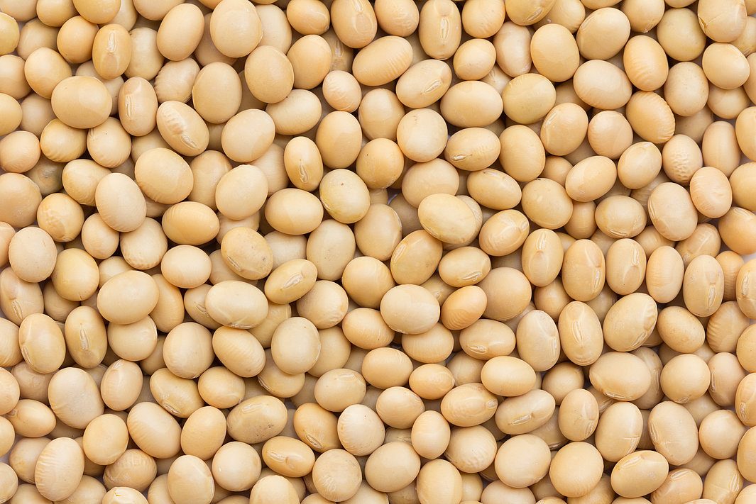 Los subproductos de origen animal, la soya y el maíz pueden ser vectores de Salmonella en el alimento.