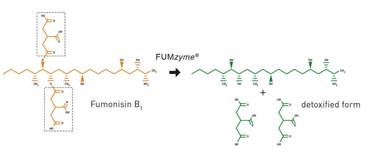 Biotransformación-de-fumonisinas